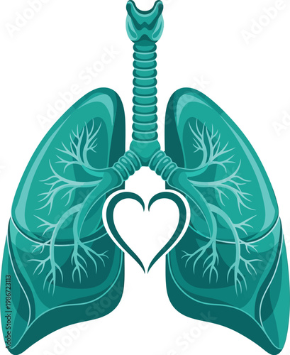 3d rendered heart model with detailed muscle structure and blood vessels isolated on transparent background