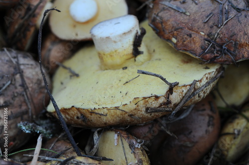 freshly picked wild mushrooms macro photo