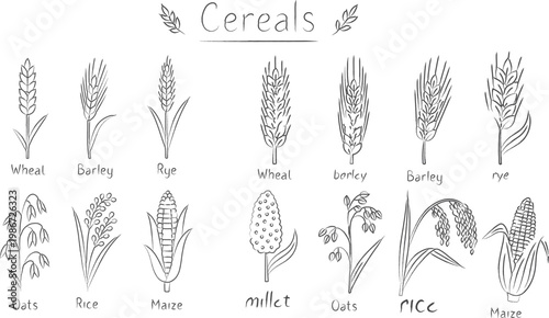 minimalist  doodle of Cereals in a hand drawn style,  Fresh staple food concept for breakfast cereal icon