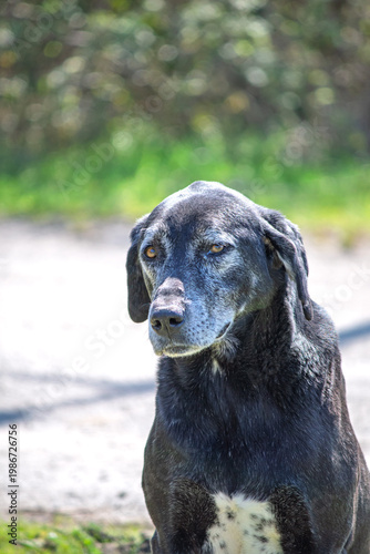 Dog portrait. Black stray dog. Cute, friendly animal idea concept. No people, nobody. Vertical photo.