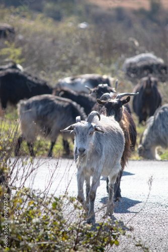 White goat walking on the road Livestock idea concept. Animal Alone goat. No people, nobody. Vertical photo.