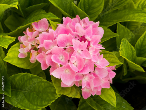 Konstfotografi Cluster of bright pink bigleaf hydrangea flowers (Hydrangea macrophylla) blooming amidst vibrant green foliage, close-up shot