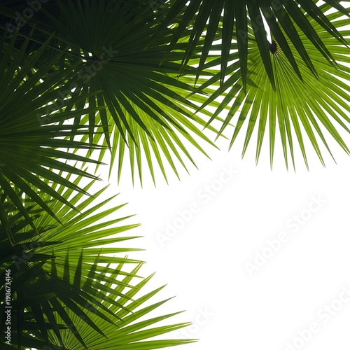 Palm tree leaves against white background.