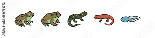 Amphibian life cycle icons: frog, toad, newt, tadpole
