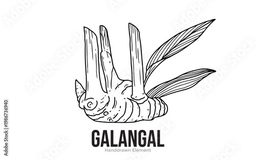 A detailed black and white line drawing of a galangal root with leaves, with the word GALANGAL prominently displayed below.