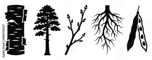 Natural botanical elements collection featuring birch bark texture, pine tree silhouette, budding twig, intricate tree roots, and a seed pod, useful for nature themed graphic projects and