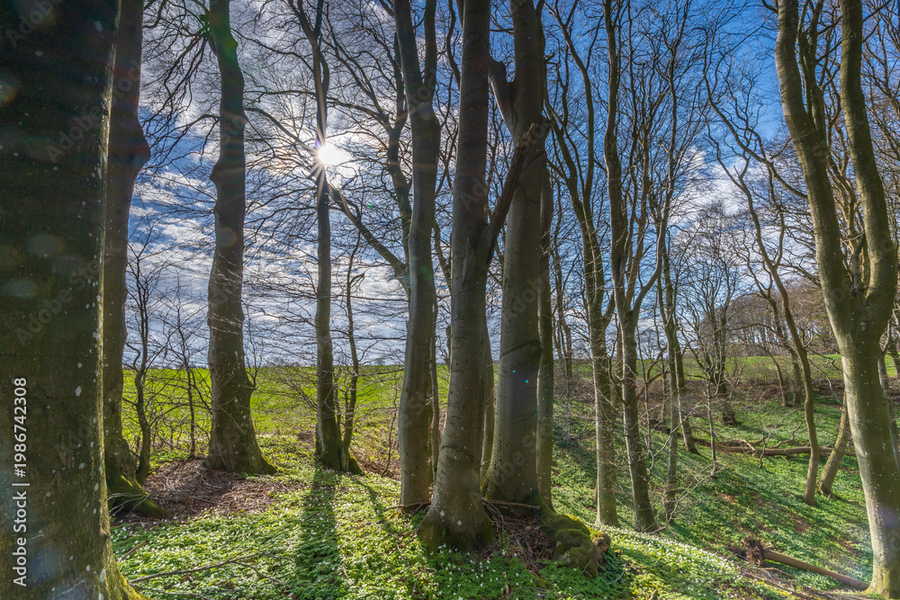 Fototapeta premium Enchanting Beech Forest Floor Covered in White Wood Anemones