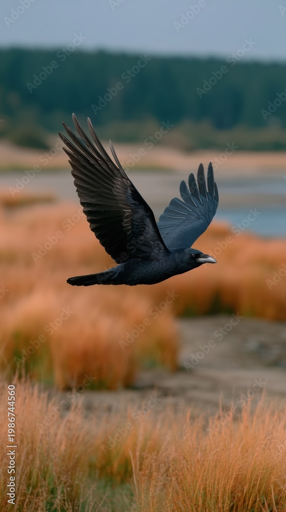 Naklejka premium Raven flying over a landscape of dry, golden marsh grass, wings fully extended, looking for food, symbolizing freedom, nature, and wildness