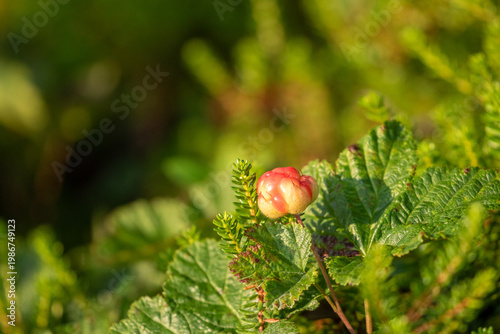 Photos Ripening cloudberries (Rubus chamaemorus) in sunny summer environment in Norther