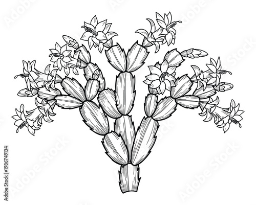 Hand drawn black and white line drawing of a blooming Christmas cactus plant with numerous festive flowers and buds, perfect for botanical illustrations and winter holiday themed graphic