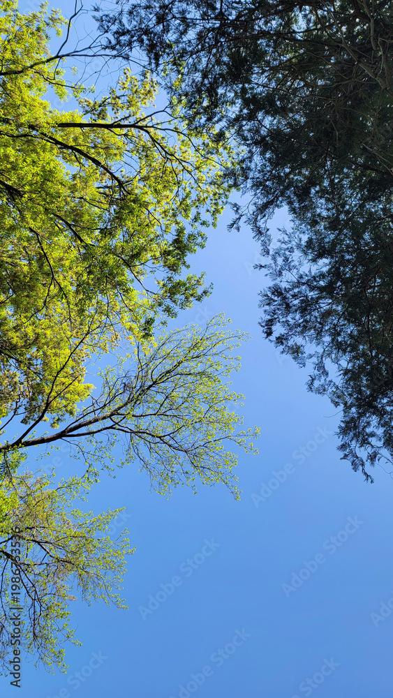 Obraz premium 木の分かれ目・青空を眺める／Looking at the blue sky at the fork in the trees／나무의 갈라진 눈과 푸른 하늘을 바라본다