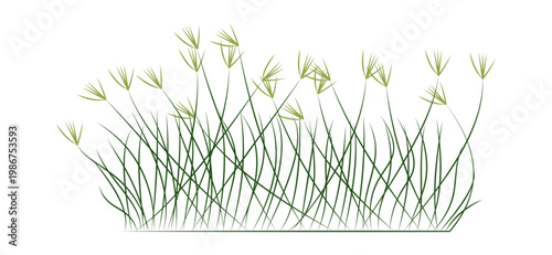 Green Grass Meadow Illustration Natural Lawn Plant Vector