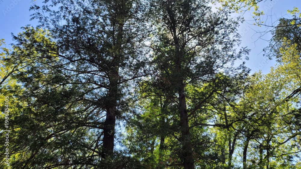 Fototapeta premium 木漏れ日・神秘的な自然の風景・逆光/Sunlight filtering through trees, mystical natural scenery, backlighting/나무 누설 날 · 신비한 자연의 풍경 · 역광