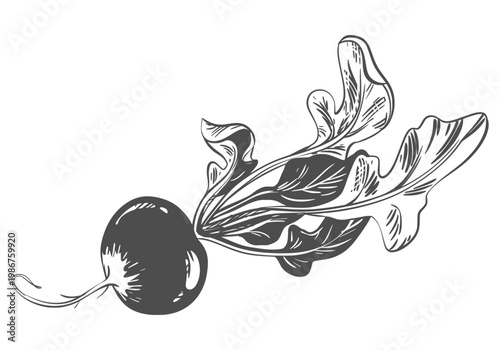 A sketch of radish lying on a table. A black and white vector illustration of the vegetable in an engraving style. The entire root and leaves on a white background. hand drawn illustration