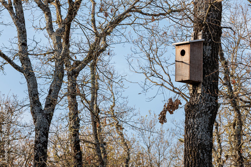 Nest box for scops owls in the trunk of an oak tree.