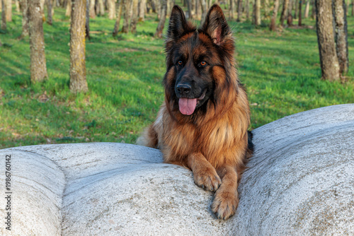 German Shepherd dog lying on a rock in an oak forest.
