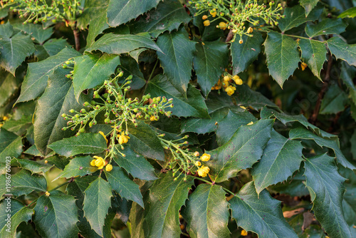 Berberis aquifolium. Shrub with yellow flowers of Mahonia, Oregon grape.