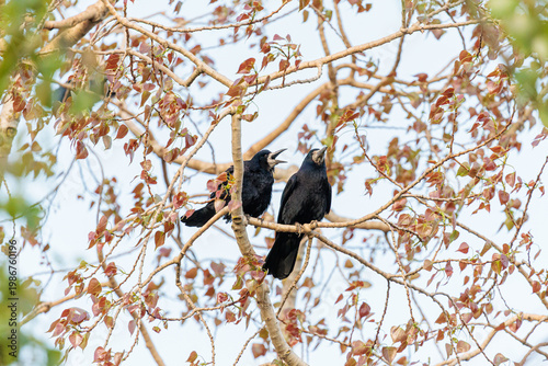 Corvus frugilegus. Rooks perched on one of the branches of a poplar tree.