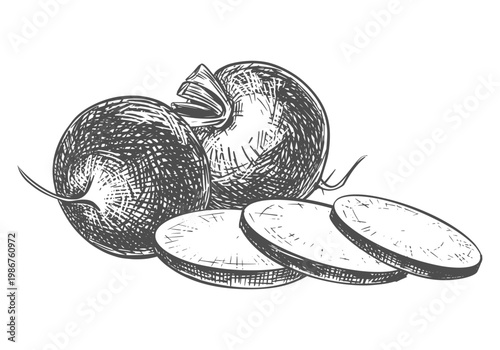 A composition of whole and sliced radishes lying on a table. Sketch of a beetroot. Vector illustration of the vegetable in an engraving style. Hand-drawn, imitating etching. Line drawing in ink.