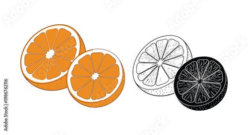 Orange fruit vector illustration with slices and halved segments in different styles