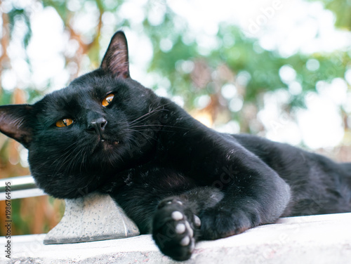 Vászonkép Adorable Black Cat with Bright Yellow-Orange Eyes Lying on Side with Head Down o