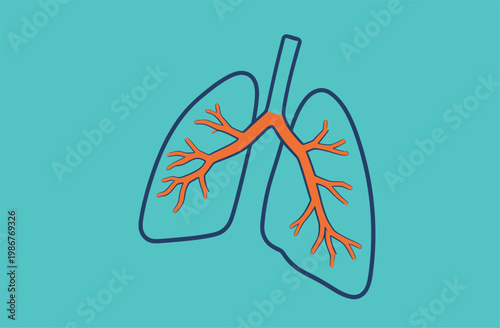 Illustration of Human Lungs and Bronchi