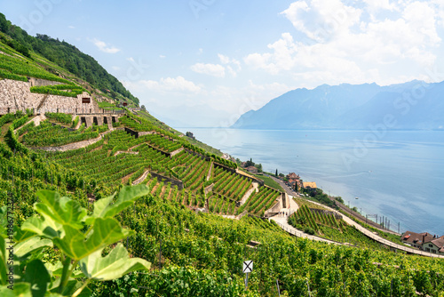 Obraz na płótnie The lush green terraces of the Lavaux Vineyard Terraces (a UNESCO World Heritage site) slope steeply toward the hazy blue expanse of Lake Geneva near Cully, Switzerland