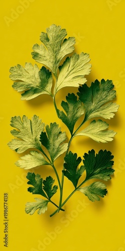 Fresh Green Herb Leaf Isolated on Vibrant Yellow Background