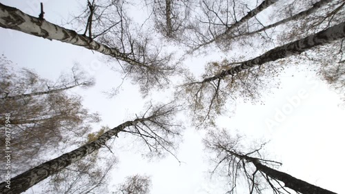 This shows a view of tall trees with bare branches in a winter park during a cloudy afternoon. The sky is gray and overcast.