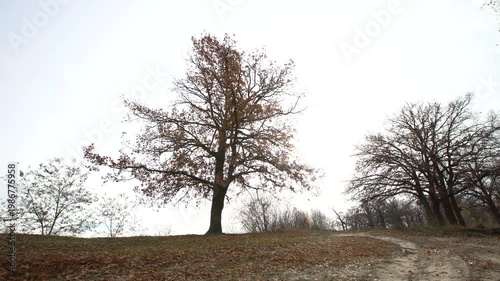 Trees are shown in a park with falling leaves during the autumn season. The ground is covered with leaves, and the trees are bare.