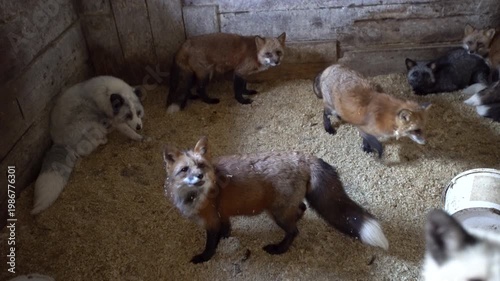 Foxes gather and move around a shelter with soft bedding. They explore their space and show curiosity towards each other.