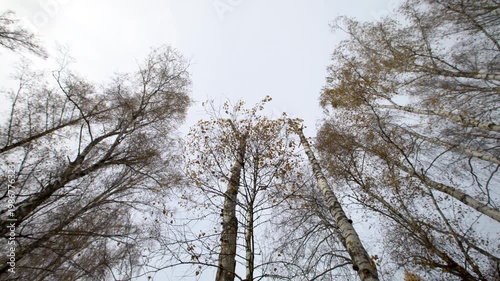 Tall trees move gently in the breeze as clouds cover the sky, highlighting the season of autumn in a forest area.