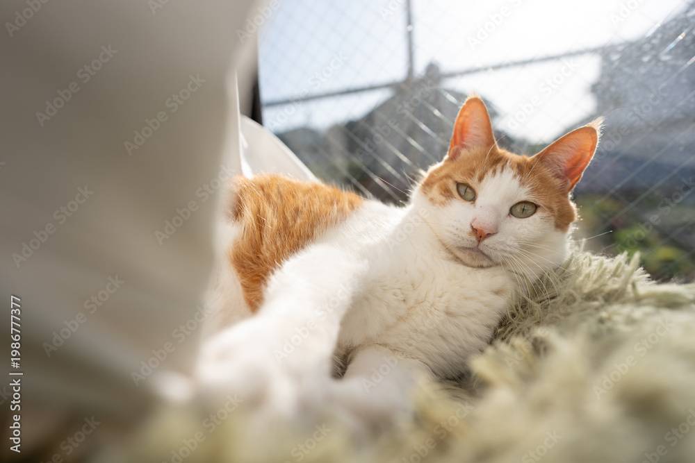 Obraz premium カーテンで遊ぶ可愛い猫 茶トラ白