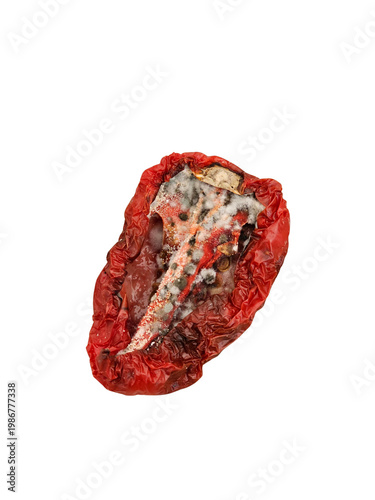 Close up of a spoiled red tomato cut in half with grey fungus mold growth on the inside isolated on a white or transparent background png