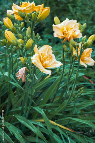 Hemerocallis hybrida daylilies in garden design, ornamental perennials for landscaping and decorative outdoor spaces