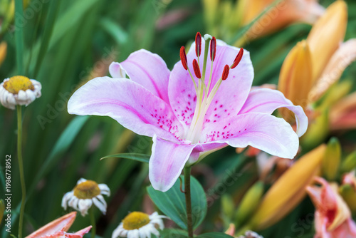 Lilium blooming pink flower in garden landscape, ornamental plant for elegant landscaping and decorative floral design