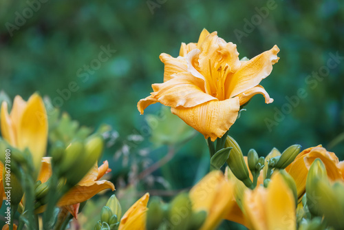 Blooming daylilies Hemerocallis hybrida in park planting, low maintenance ornamental flowers for landscape architecture
