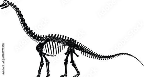 Sauropod dinosaur skeleton illustration, long neck fossil with skull, ribcage, sturdy limbs, massive tail, prehistoric giant anatomy drawing