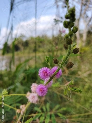 Photography Mimosa pigra (Yoda nidikumba) Flower with Background