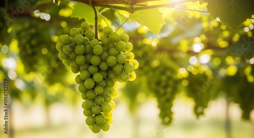 Golden Sunlight Bathes Ripe Green Grapes on the Vine in a Vineyard