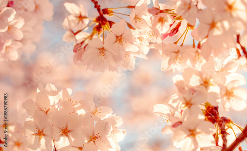 Cherry blossom background. 桜の背景	