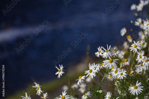 Wild daisy flowers against a dark blue background in bright sunlight. Spring floral background. Copy space