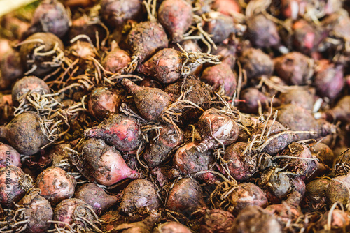 Lampascioni, southern Italian edible hyacinth bulbs for selling in a fruit and vegetables market 