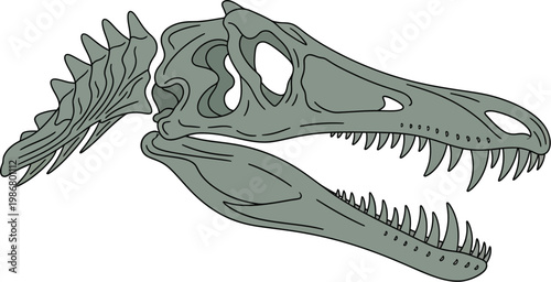 Illustration of Tyrannosaurus Rex dinosaur skull fossil skeleton