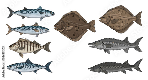 Collection of various fresh fish species including mackerel, flounder, and sturgeon shown in detailed color illustrations on white.