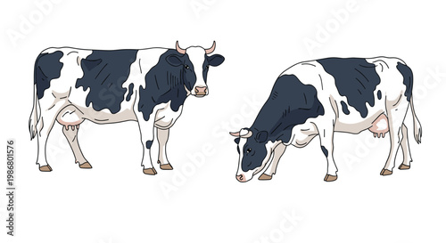 Two dairy cows with black and white spots are shown standing and grazing in a simple illustration on a plain white background.