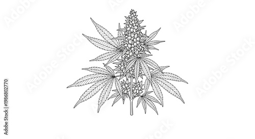 Detailed black and white ink sketch of a cannabis plant featuring healthy leaves and mature flower buds for medicinal or botanical use.