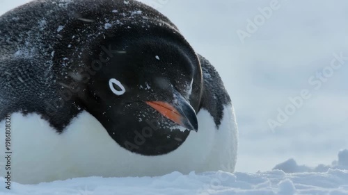 emperor penguin snowstorm closeup polar wildlife blizzard portrait snow flecks on black feathers to convey hardiness adaptation exposure and dramatic cold weather survival portrait
