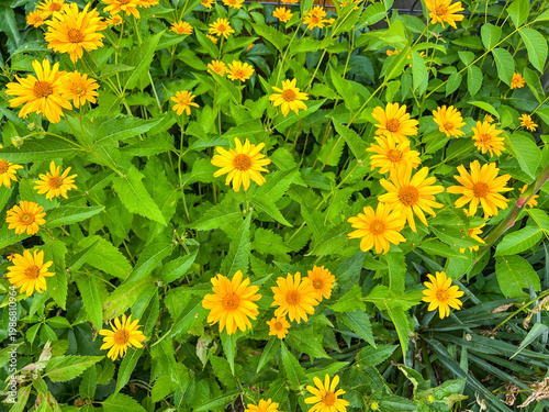 Profusion of Oxeye Flowers