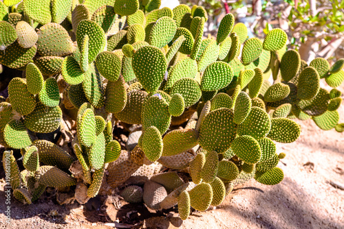 Wallpaper Mural Green cactus leaves taken in close-up
 Torontodigital.ca